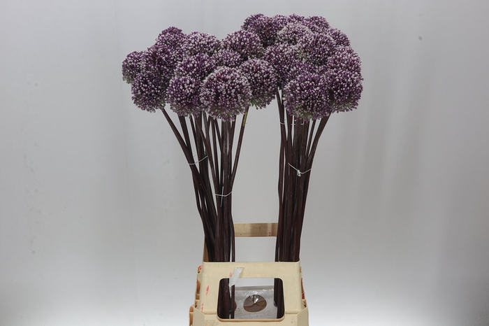 <h4>Allium Summer Drummer</h4>