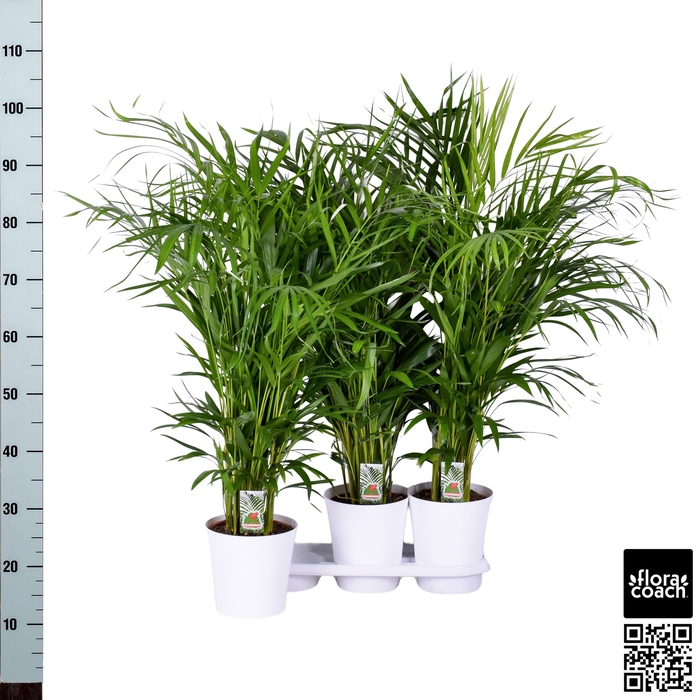<h4>DYPSIS LUTESCENS</h4>