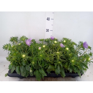 Callistephus chin. 'Starlight Purp'