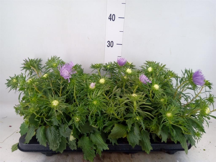 <h4>Callistephus chin. 'Starlight Purp'</h4>