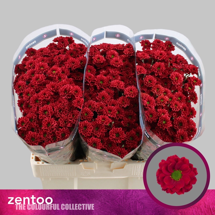 <h4>Chr San Melissa Red Zentoo</h4>