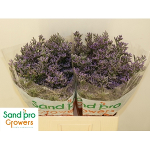 LIM SAF CLASSIC BLUE