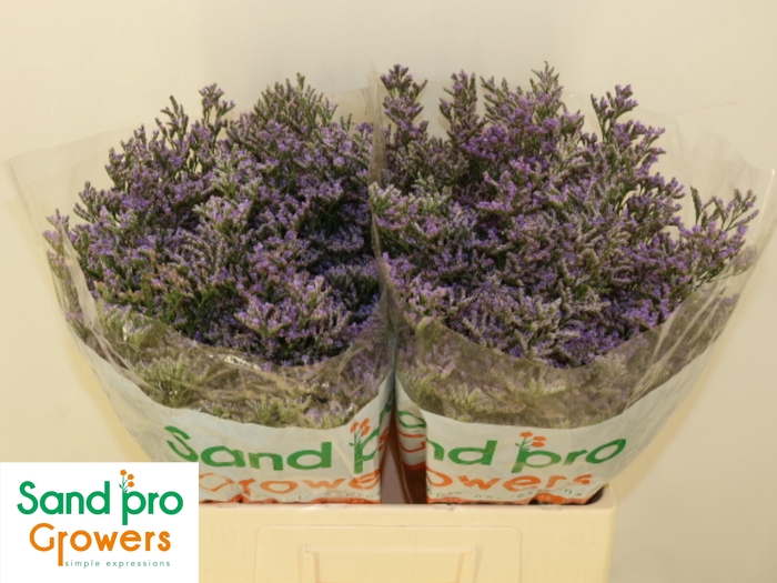 <h4>LIM SAF CLASSIC BLUE</h4>