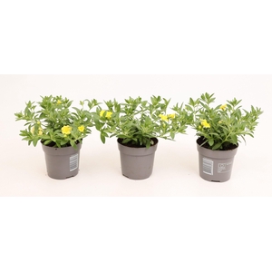 Calibrachoa Double MiniFamous® Neo Lemon