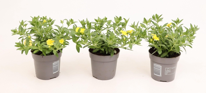 <h4>Calibrachoa Double MiniFamous® Neo Lemon</h4>