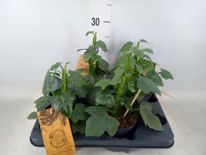 <h4>Planten   ... L%</h4>