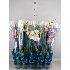 Phalaenopsis   ...mix  5