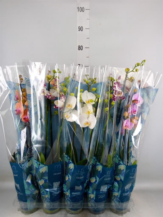 <h4>Phalaenopsis ...mix 5</h4>