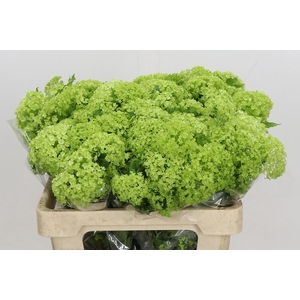 Viburnum Opulus Roseum