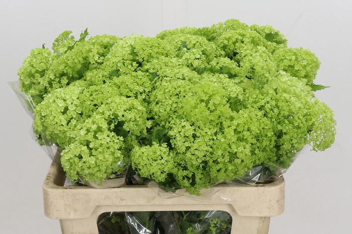 <h4>Viburnum Opulus Roseum</h4>