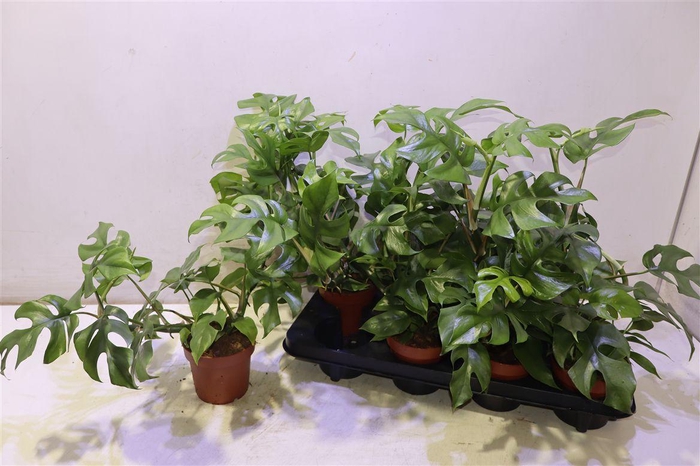 <h4>Rhaphido Tetrasperma</h4>