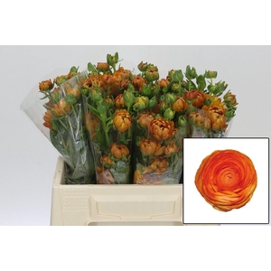 RAN N MODERN VIVALDI