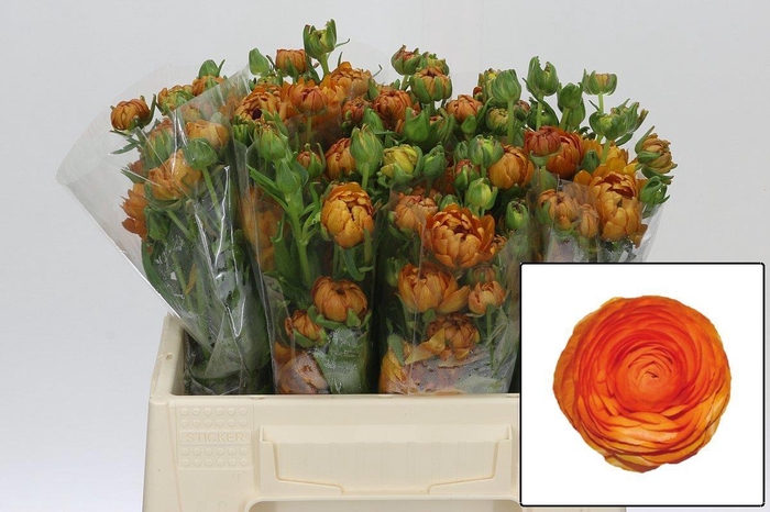 <h4>RAN N MODERN VIVALDI</h4>