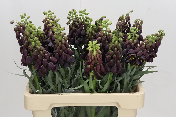 <h4>Fritillaria Persica</h4>