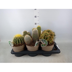 Cactus   ...mix