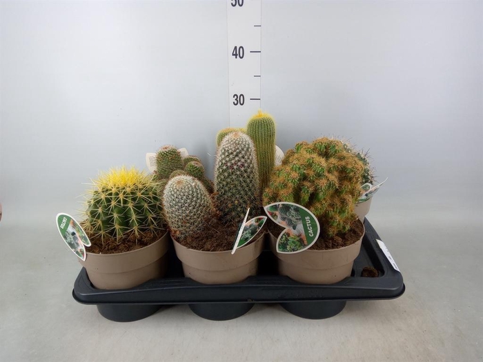 <h4>Cactus   ...mix</h4>