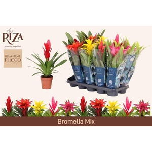 BROMELIA GEM 6 SRT
