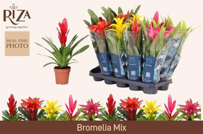 <h4>BROMELIA GEM 6 SRT</h4>