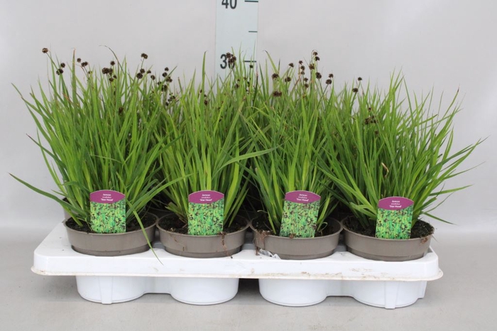 <h4>Juncus  'ColorGrass Starhead'</h4>