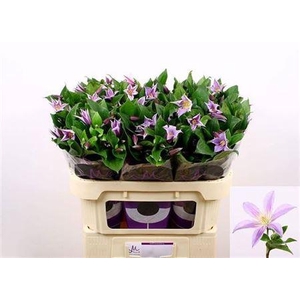 Clem Star River 4+,(TZ),MPS A,(10)