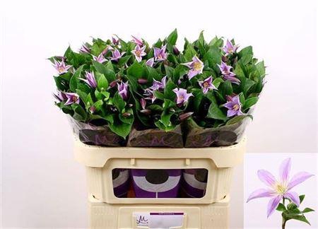 <h4>Clem Star River 4+,(TZ),MPS A,(10)</h4>