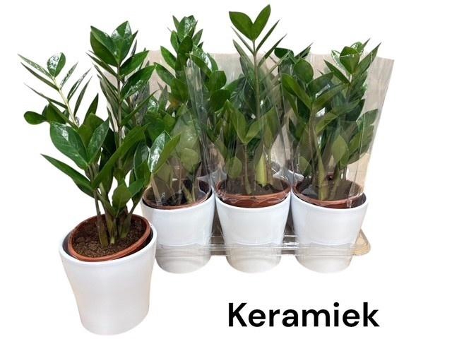 <h4>ZAMIO ZAMIIFOLIA</h4>