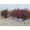Callu Eckart Miessne