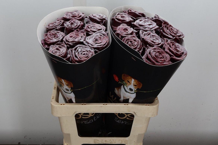 <h4>R Wx (rn) Bordeaux Glitter</h4>