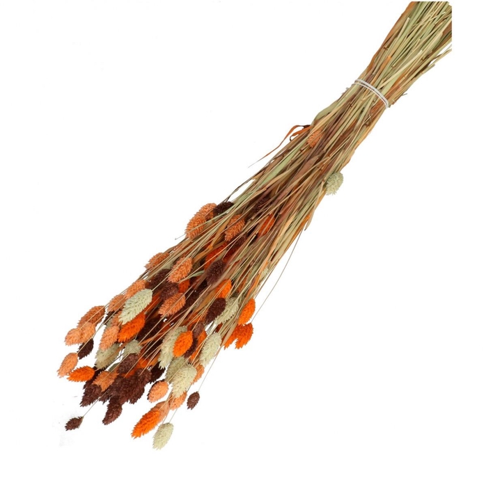Droogbloem Phalaris mix 65cm 175g