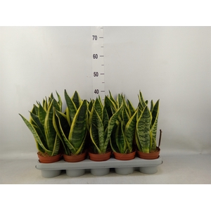 Sansevieria trifa. 'Futura Superba'