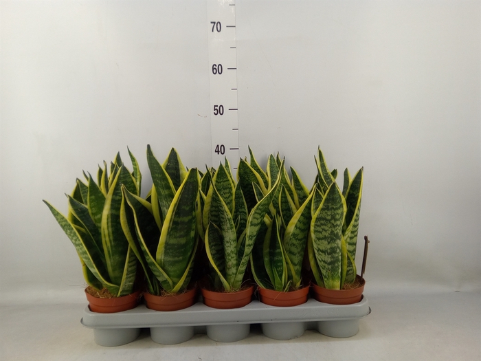 <h4>Sansevieria trifa. 'Futura Superba'</h4>