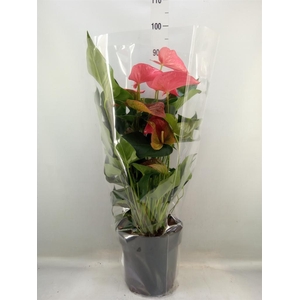 Anthurium andr. 'Maine'