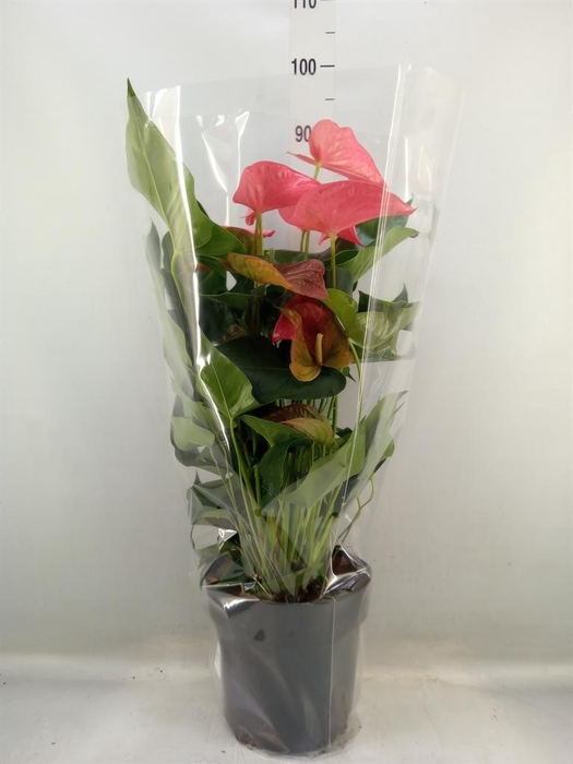 <h4>Anthurium andr. 'Maine'</h4>