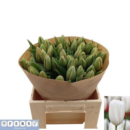 <h4>Tu Pa Ad Rem Parrot</h4>