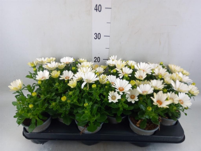 <h4>Osteospermum  'Margarita Cream'</h4>