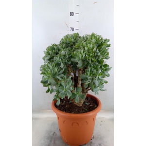 Crassula arborescens 'Curly'