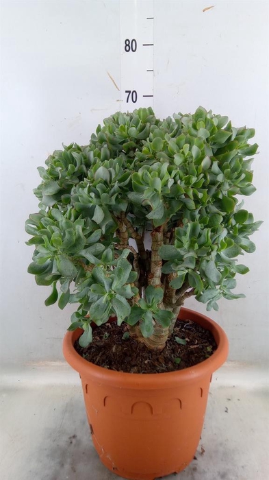 <h4>Crassula arborescens 'Curly'</h4>