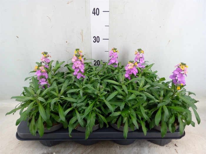 <h4>Erysimum  'Leya Purple Glow'</h4>