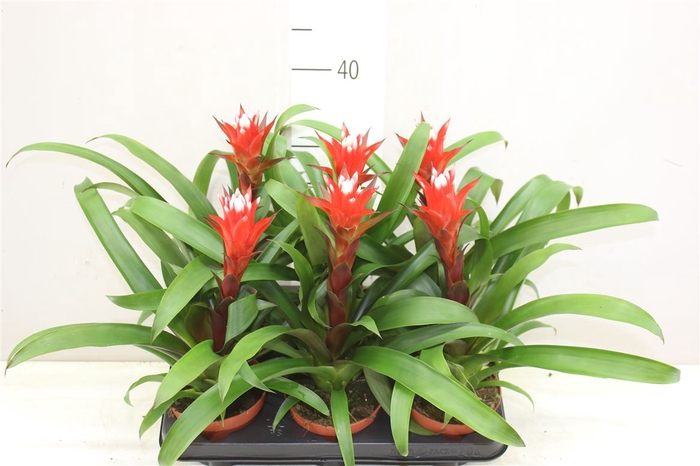 <h4>Guzmania Hope</h4>