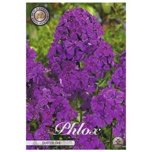 Phlox Purple x1 l