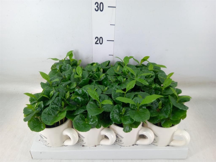 <h4>Coffea arabica</h4>