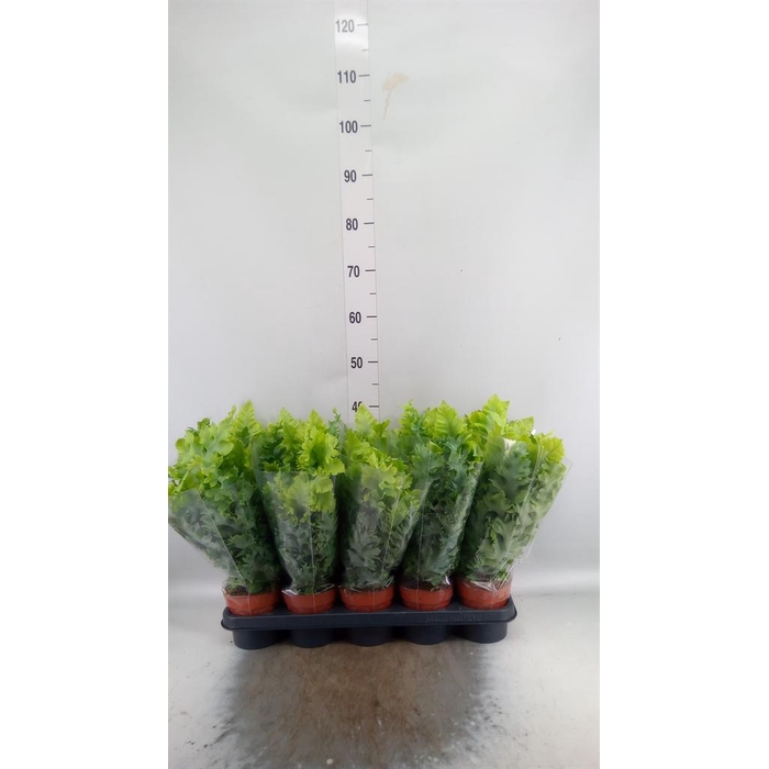 <h4>Phlebodium aureum 'Davana'</h4>