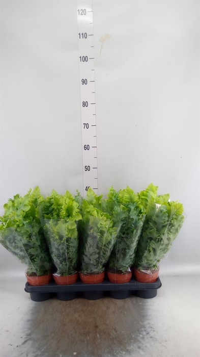 Phlebodium aureum 'Davana'