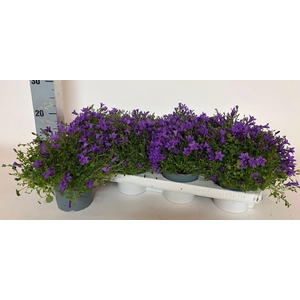 CAMP PORTENSCHLAGIAN