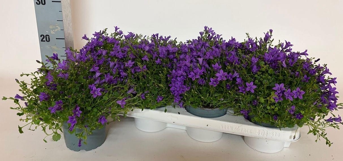 <h4>CAMP PORTENSCHLAGIAN</h4>