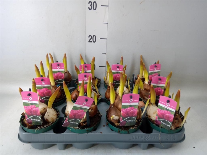 <h4>Tulipa DU   ...</h4>