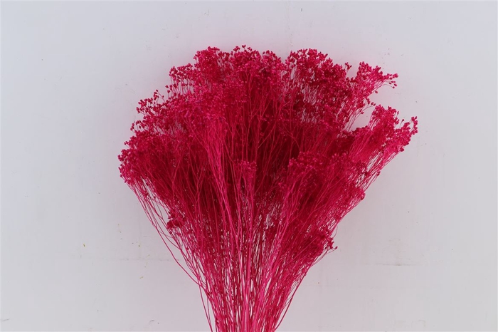 <h4>Dried Brooms Fuchsia Bunch</h4>