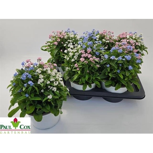 Myosothis Sylvat Mon Amie 17Ø 30cm