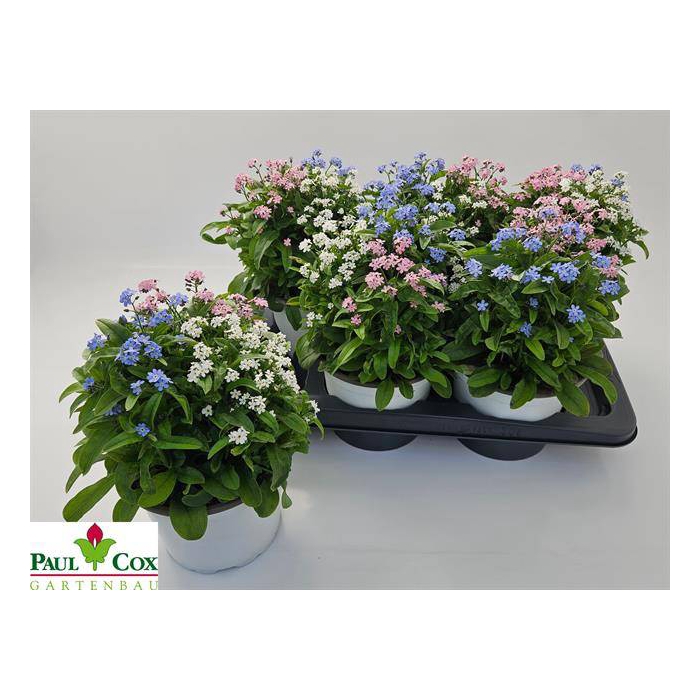 <h4>Myosothis Sylvat Mon Amie 17Ø 30cm</h4>