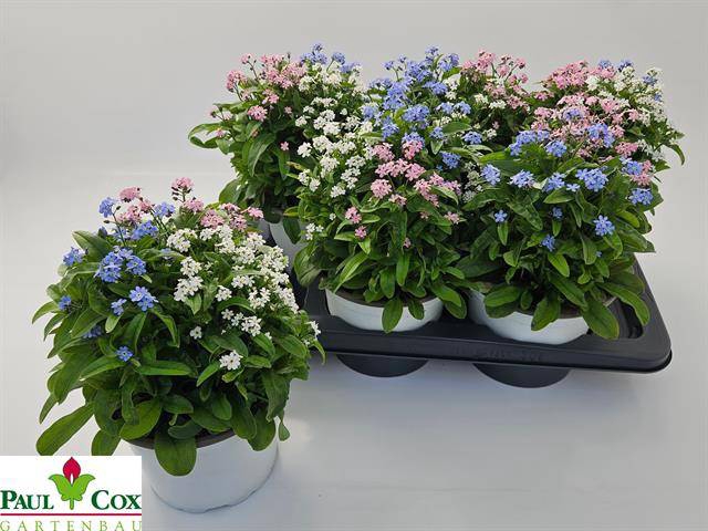 Myosothis Sylvat Mon Amie 17Ø 30cm